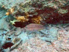 Princess Parrotfish Initial Phase (6